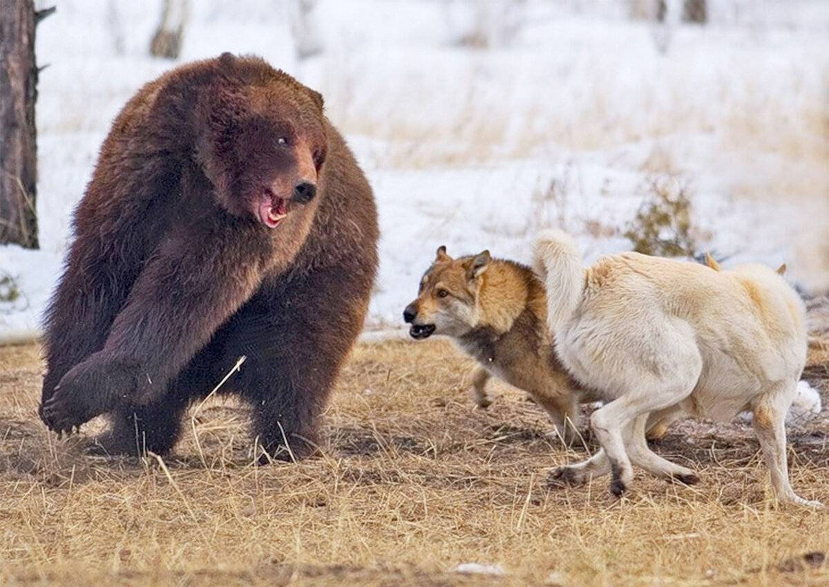 Охота на медведя на овсах