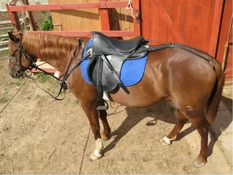 Как подобрать седло на лошадь и узнать, что седло не вредит коню